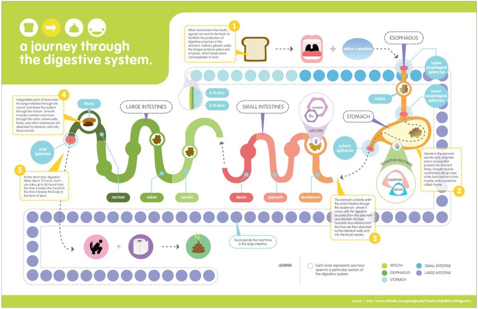 the-path-of-food-through-the-digestive-system-youtube